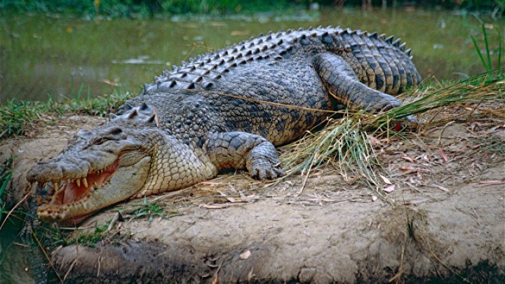 В Индонезии крокодил убил заклинателя: видео