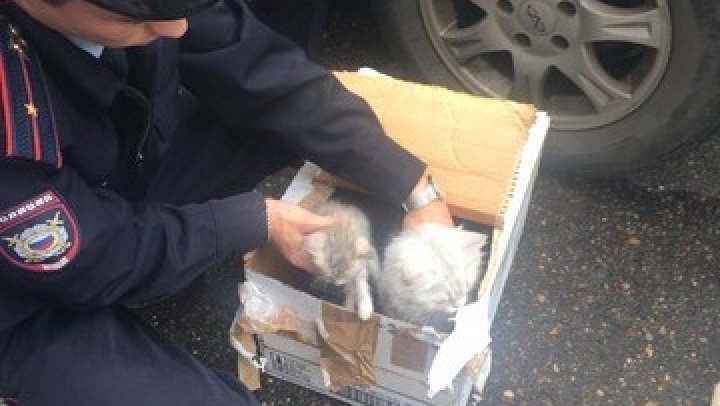В Казани эвакуировали офис из-за коробки, в которой саперы нашли котят