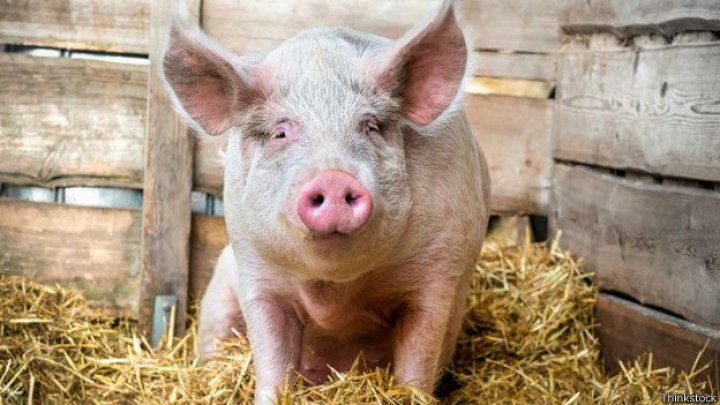 Сбежавшая из дома пожилая свинья несколько недель бегала от полиции
