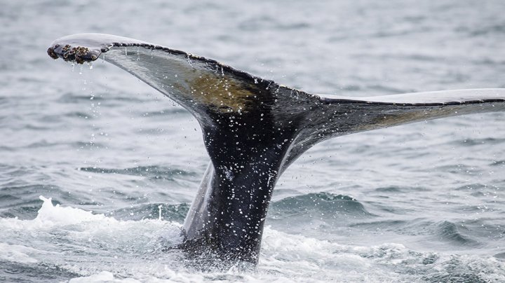 Японцы убили 177 китов из-за научного интереса