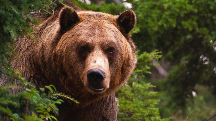 Туристы спасли попавшую в ловушку медведицу на Сахалине