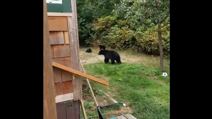 Вежливый канадец снял на видео, как уговорил медведей уйти со двора
