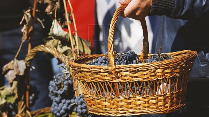 В Национальном дне вина примет участие рекордное число виноделов