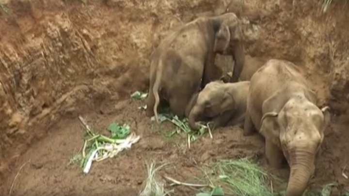 В Шри-Ланке семью слонов вытащили из ямы экскаватором