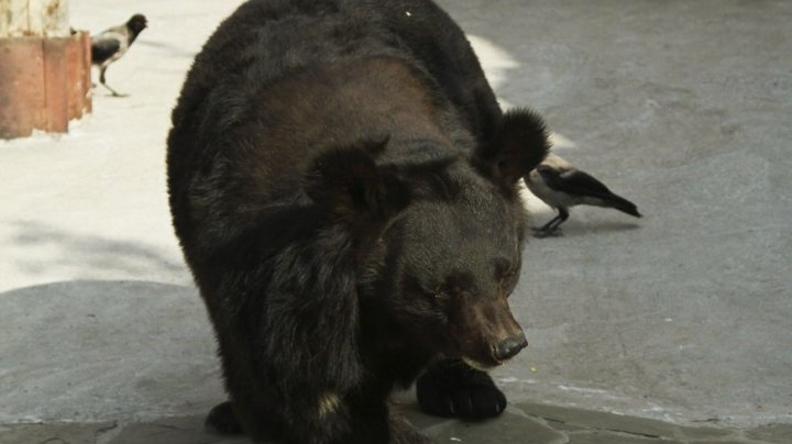 На городском рынке на Камчатке прогулялся медведь