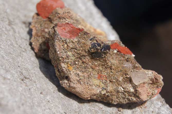 В Самарской области найдены уникальные фрагменты древних животных