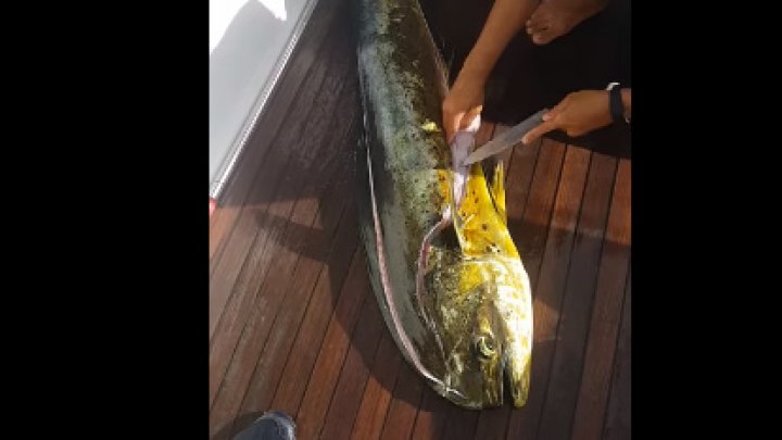 В желудке гигантской рыбы обнаружили поразительную находку: видео