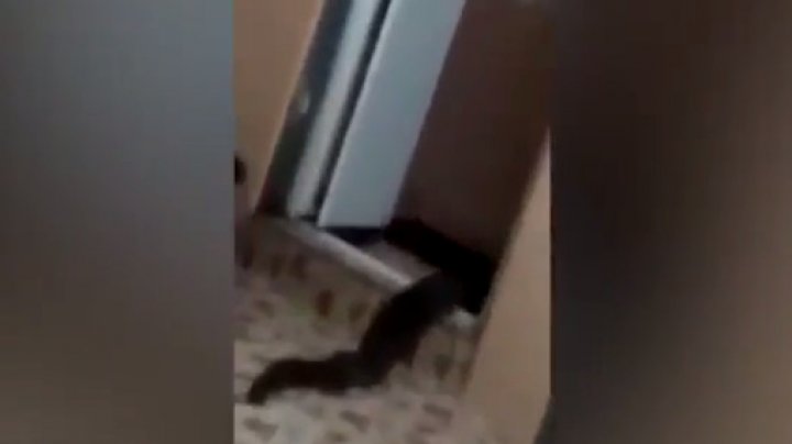Малайзийскую семью напугало выползшее из туалета неизвестное существо