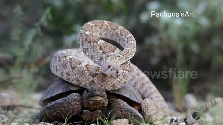 В Аризоне сняли черепаху, которая везла на себе гремучую змею