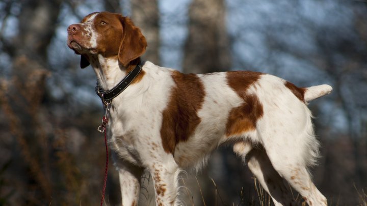 В Бельцах проходит выставка охотничьих собак