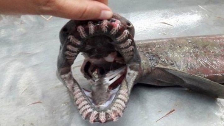 В Португалии в сети попала акула, которую считали вымершей 80 миллионов лет назад