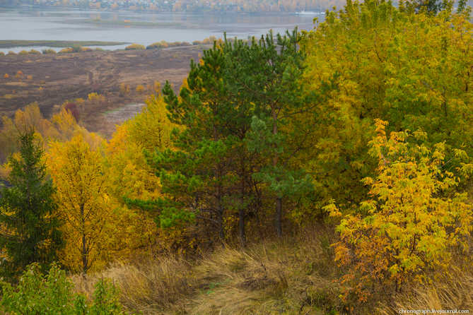 желтые красивые осенние деревья