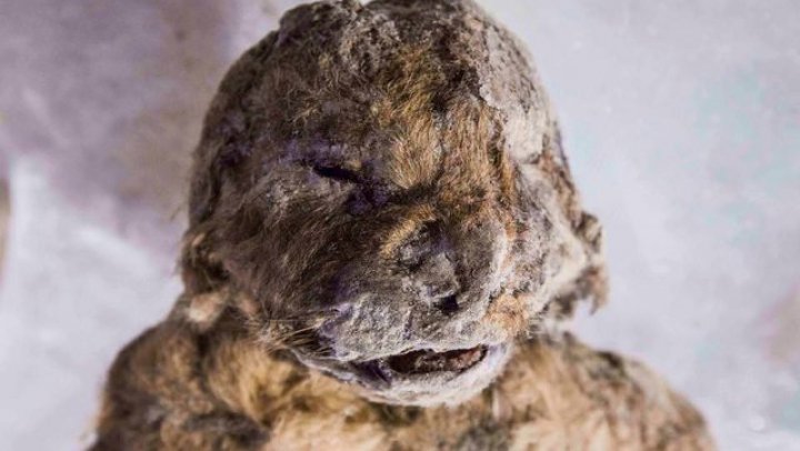 В Якутии найден неразложившийся пещерный львёнок, замёрзший 50 тысяч лет назад