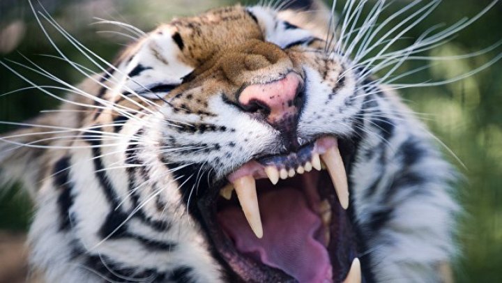 В Таиланде тигра избили палкой ради туристов: видео