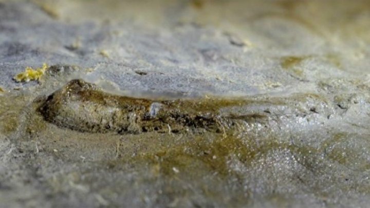 Учёные нашли окаменелый доисторический глаз возрастом 530 миллионов лет