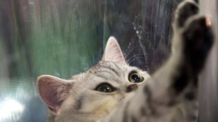 Во Вьетнаме кот научился открывать запертые двери: видео