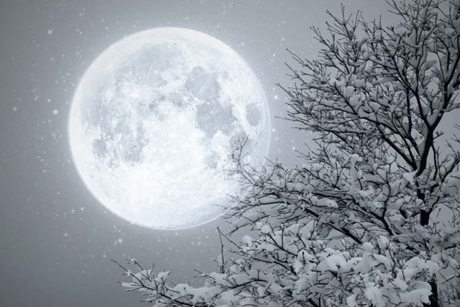 огромная луна около дерева