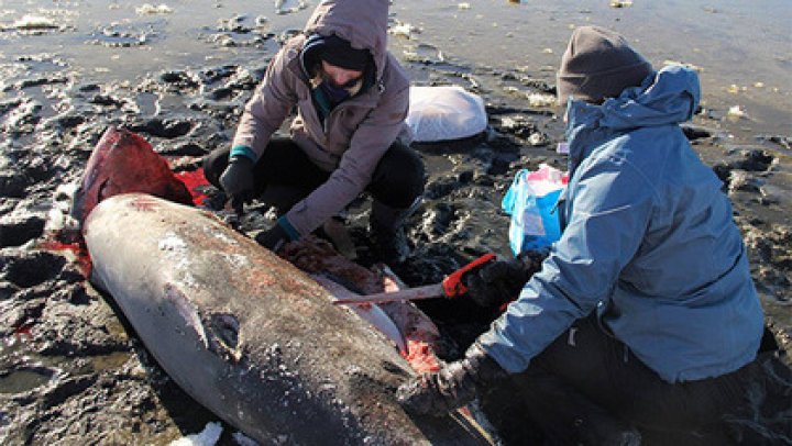 На побережье Атлантического океана акулы замерзли насмерть