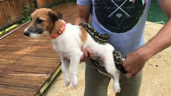 Австралиец спас своего щенка из пасти питона