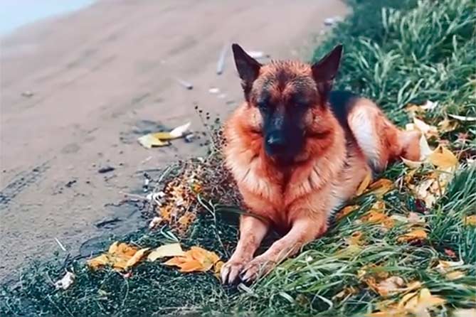 Фильм о самой известной собаке в Тольятти