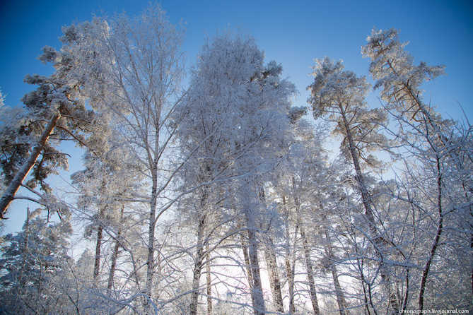 Тольятти фотографии: Зимний лес