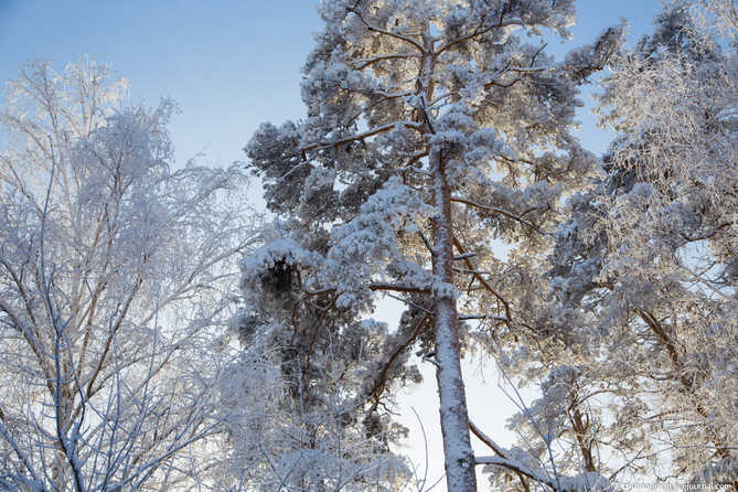 крона дерева покрыта снегом
