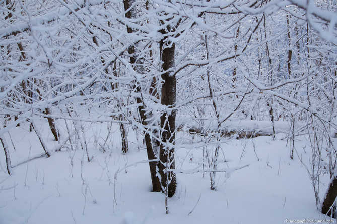 много снегу в нашем лесу