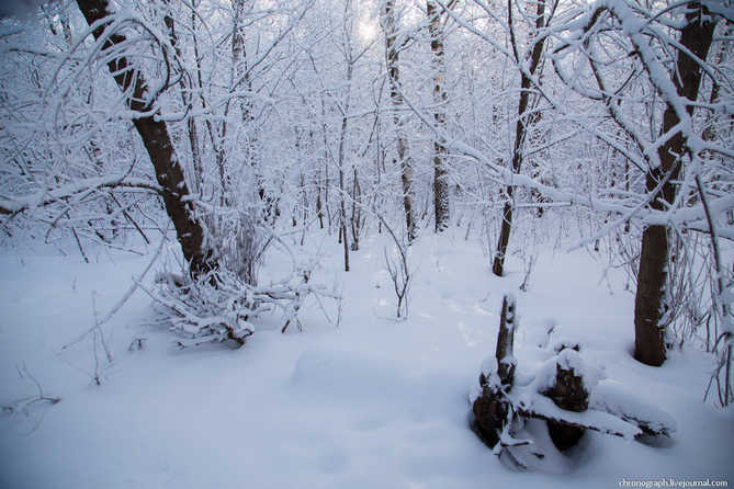 чьи-то следы в лесу зимой