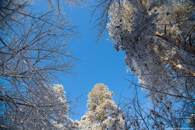 ярко синее небо в зимнем лесу