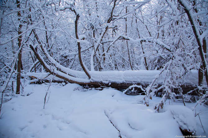 дерево упало и лежит покрытое снегом