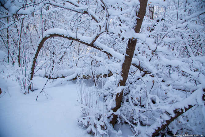 поваленные деревья в снегу