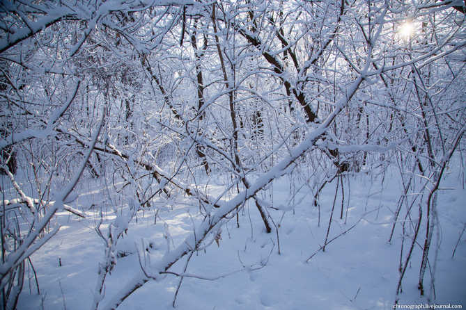 непроходимые кусты в красивом зимнем лесу