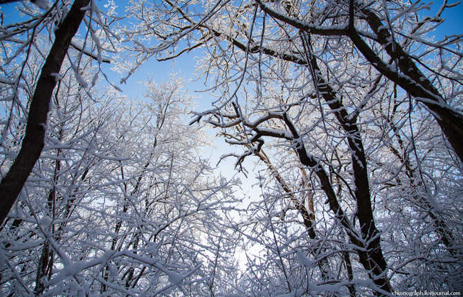 несколько красивых деревьев в зимнем лесу