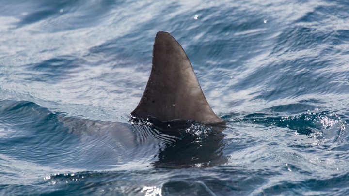 Рыбаки на гидроцикле утолили голод 15 тупорылых акул