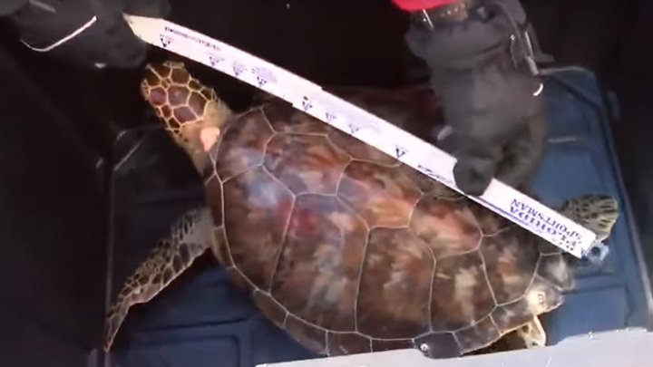 В США спасли 20 замерзших черепах