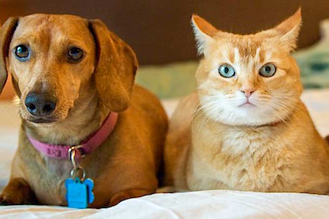 кот и собака сидят вместе