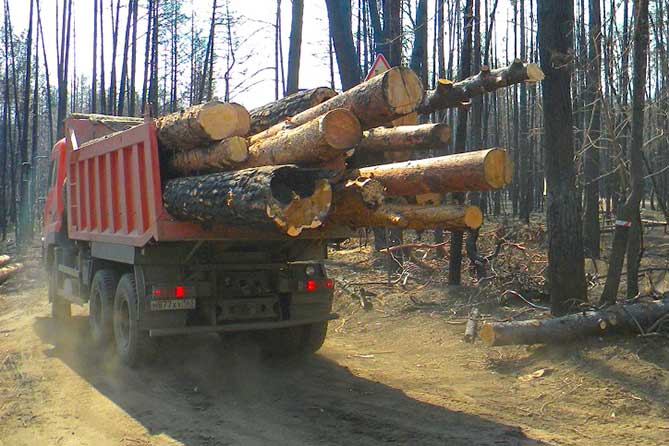 вывоз леса срубленного
