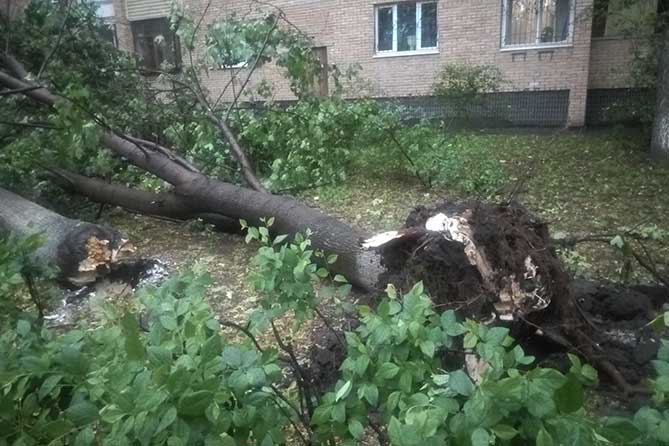 дерево вырвало с корнем из земли 30 мая 2018 года