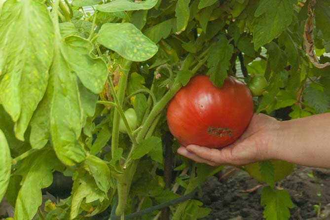 Новый тепличный комплекс: огурцы и помидоры в Тольятти