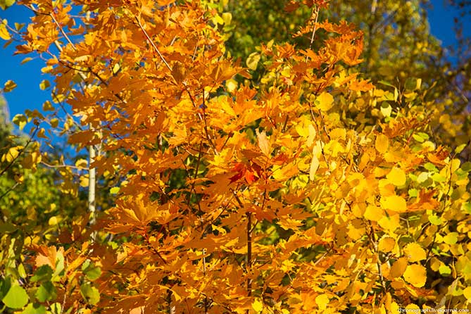 желтые осенние листья в жигулевских горах