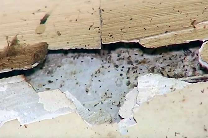 Квартиры в Тольятти атаковали насекомые: страдают дети и взрослые