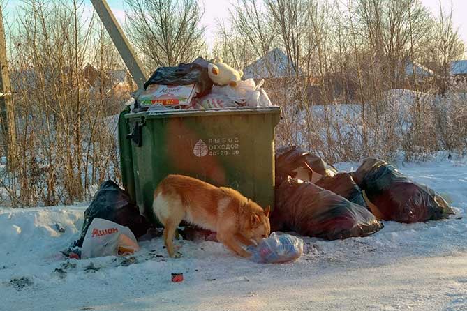 Сколько «откусят» от нас собаки в Тольятти