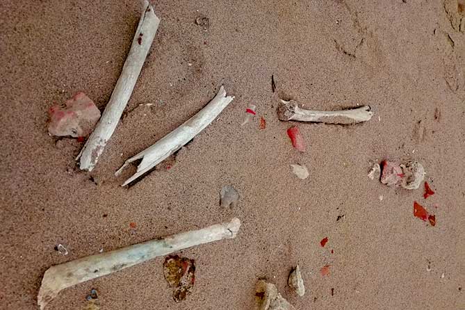 нашли несколько костей