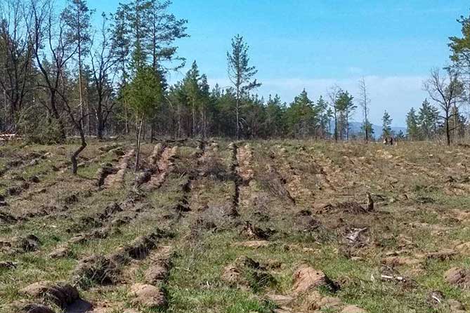 Долго ли протянет лес Тольятти в таком неприглядном состоянии