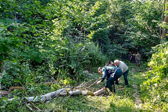 лес тольятти убирают поваленный лес