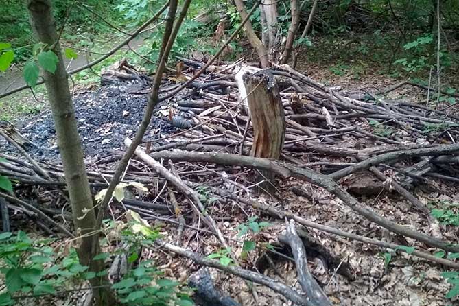Тольяттинские леса нуждаются в очистке от захламленности в объеме более 15 тысяч кубометров