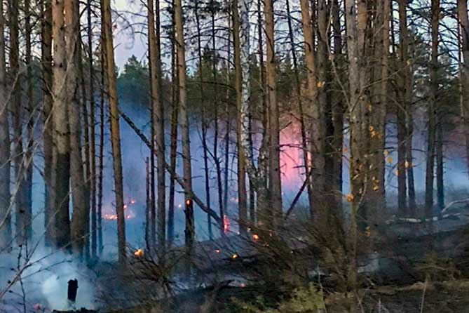 горит лес пожар огонь в деревьях