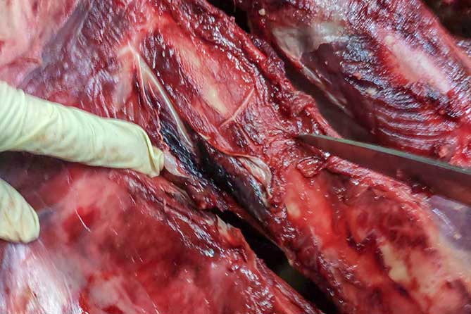 В Тольятти завезли тонну мяса больных животных