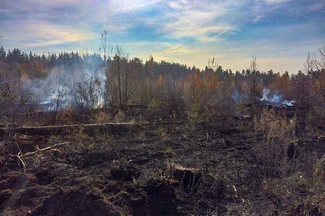 Лесу Тольятти требуется помощь добровольцев после пожара 6 октября 2019 года