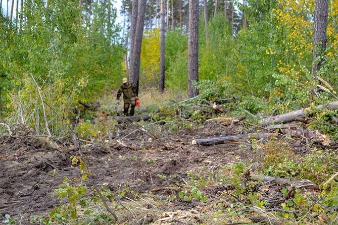 Как меняется тольяттинский лес